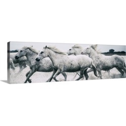 Large Solid-Faced Canvas Print Wall Art Print 48 x 16 entitled White Camargue horses running on the beach in France