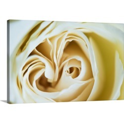 Large Solid-Faced Canvas Print Wall Art Print 30 x 20 entitled Morocco, Detail of rose in the gardens of La Mamounia Hotel...