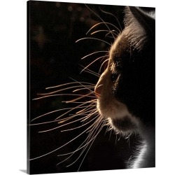 Large Gallery-Wrapped Canvas Wall Art Print 19 x 24 entitled Close up of cat silhouette.