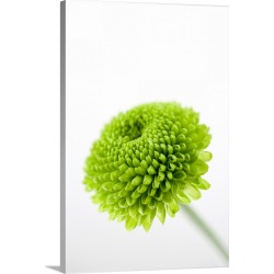 Large Solid-Faced Canvas Print Wall Art Print 20 x 30 entitled Close up of Chrysanthemum flower head