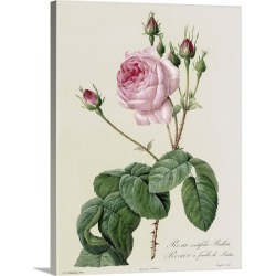 Large Solid-Faced Canvas Print Wall Art Print 30 x 40 entitled Rosa Centifolia Bullata, from Les Roses, 19th century