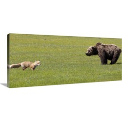 Large Gallery-Wrapped Canvas Wall Art Print 36 x 16 entitled Red Fox and Grizzly Bear, Katmai National Park, Alaska