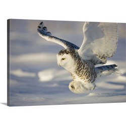 Large Gallery-Wrapped Canvas Wall Art Print 30 x 20 entitled Snowy Owl In Flight Hunting