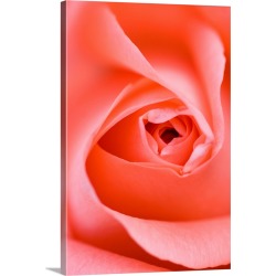 Large Solid-Faced Canvas Print Wall Art Print 20 x 30 entitled Close Up Of The Inside Of A Pink Rose