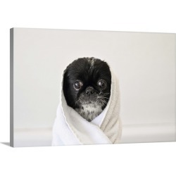 Large Gallery-Wrapped Canvas Wall Art Print 24 x 16 entitled Cute dog wrapped in a towel