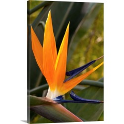 Large Solid-Faced Canvas Print Wall Art Print 20 x 30 entitled Close up of a flowering bird of paradise plant