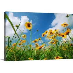 Large Gallery-Wrapped Canvas Wall Art Print 24 x 16 entitled A skyward view of coreopsis flowers in a Texas field