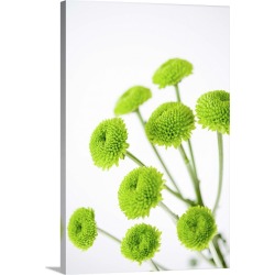 Large Solid-Faced Canvas Print Wall Art Print 20 x 30 entitled Close up of chrysanthemum flower heads