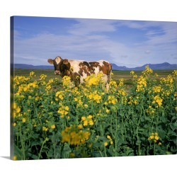 Large Gallery-Wrapped Canvas Wall Art Print 24 x 19 entitled Cow in a field, Iceland