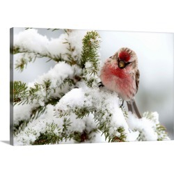 Large Solid-Faced Canvas Print Wall Art Print 30 x 20 entitled Common Redpoll male in winter, Nova Scotia, Canada