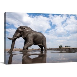 Large Solid-Faced Canvas Print Wall Art Print 30 x 20 entitled Bull Elephant, Chobe National Park, Botswana