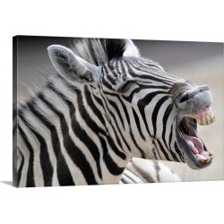 Large Solid-Faced Canvas Print Wall Art Print 30 x 20 entitled A Zebra Yawning