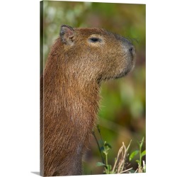 Large Solid-Faced Canvas Print Wall Art Print 20 x 30 entitled Close up of a Capybara Hydrochoerus hydrochaeris Three Brot...