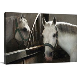 Large Solid-Faced Canvas Print Wall Art Print 30 x 20 entitled Slovenia, Kras plateau, Lipica Stud Farm, white horses in t...