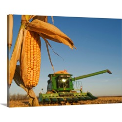 Large Solid-Faced Canvas Print Wall Art Print 40 x 30 entitled Close Up Of Feed Corn, Manitoba, Canada