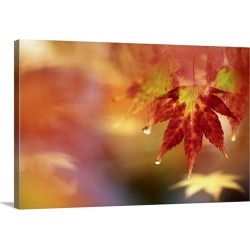 Large Gallery-Wrapped Canvas Wall Art Print 24 x 16 entitled A maple leaf with rain drops