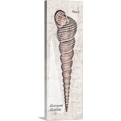 Large Solid-Faced Canvas Print Wall Art Print 16 x 48 entitled Aquatic Resources Shells II