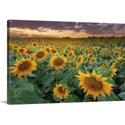 Large Solid-Faced Canvas Print Wall Art Print 30 x 20 entitled A beautiful sunflower field with mountains in the backgroun...