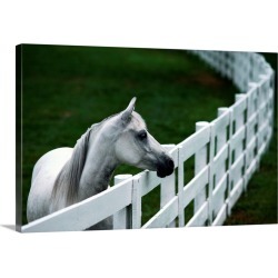 Large Solid-Faced Canvas Print Wall Art Print 30 x 20 entitled A horse standing next to a white fence, Kentucky