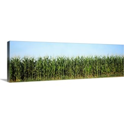Large Gallery-Wrapped Canvas Wall Art Print 36 x 12 entitled Corn crop in a field, Wisconsin