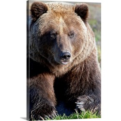 Large Solid-Faced Canvas Print Wall Art Print 20 x 30 entitled Close up of a Brown Bear, Alaska Wildlife Conservation Cent...