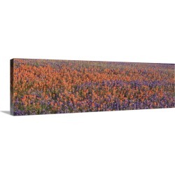 Large Gallery-Wrapped Canvas Wall Art Print 30 x 10 entitled Texas Bluebonnets and Indian Paintbrushes in a field, Texas