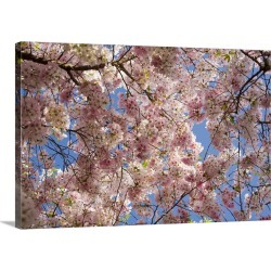 Large Solid-Faced Canvas Print Wall Art Print 30 x 20 entitled A tree full of blossoms