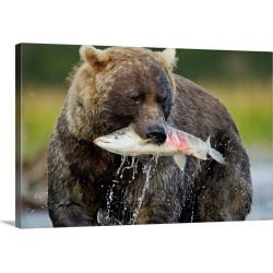 Large Gallery-Wrapped Canvas Wall Art Print 30 x 20 entitled Brown Bear And Salmon, Katmai National Park, Alaska