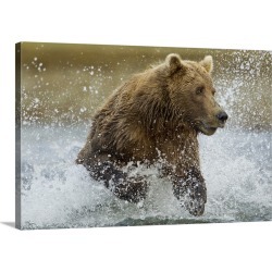 Large Gallery-Wrapped Canvas Wall Art Print 30 x 20 entitled Alaska, Katmai National Park, Grizzly Bear runs while fishing...