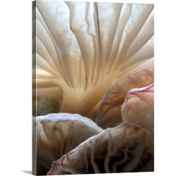 Large Gallery-Wrapped Canvas Wall Art Print 23 x 30 entitled Close Up of Wild Mushrooms