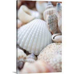 Large Solid-Faced Canvas Print Wall Art Print 20 x 30 entitled Close up of sea shells with shallow focus