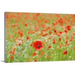 Large Gallery-Wrapped Canvas Wall Art Print 24 x 16 entitled A Field Of Red Poppy Flowers