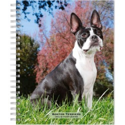 Browntrout 23-2024 Weekly/Monthly Planner 7.5"x7.125" Boston Terriers