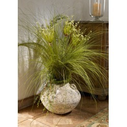 Allium Grass