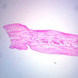Taenia pisiformis Mature Proglottid, c.s. Microscope Slide found on Bargain Bro from Carolina for USD $5.93