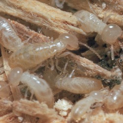 Termite Study Kit found on Bargain Bro from Carolina for USD $43.02