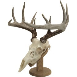 Walnut Hollow Solid Oak Euro Skull Mount Kit