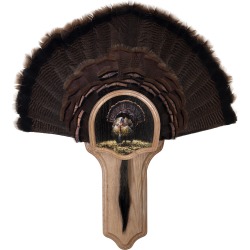 Walnut Hollow Deluxe Turkey Display Kit with Full Fan Image