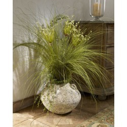 Allium Grass