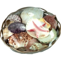 Decorative Seashells in Basket