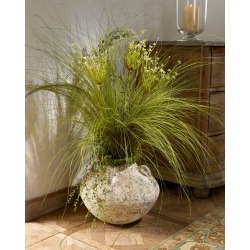 Allium Grass