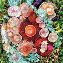 Mushrooms: Jawbone