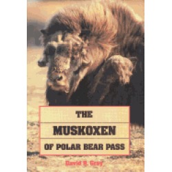 muskoxen of polar bear pass