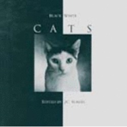 black and white cats