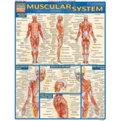 muscular system