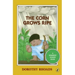 corn grows ripe
