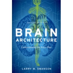 brain architecture