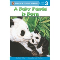 baby panda is born