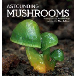 astounding mushrooms